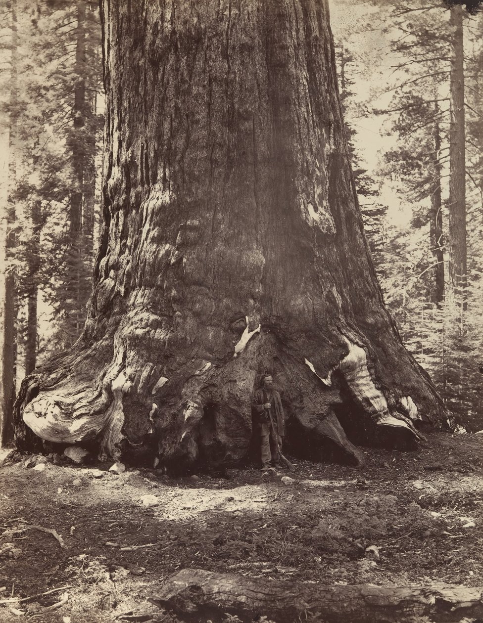 Floresta. de Carleton Emmons Watkins