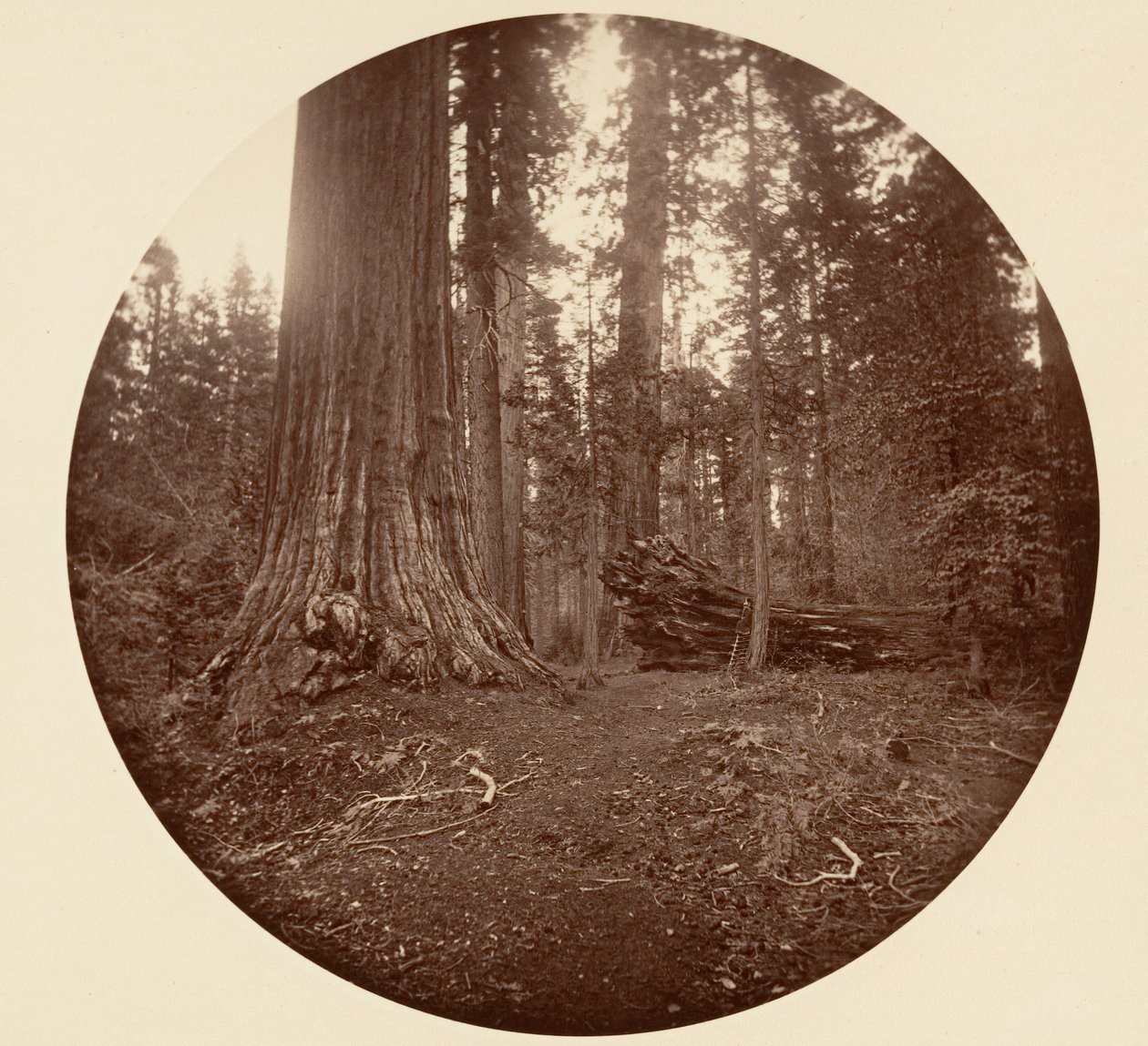 Floresta. de Carleton Emmons Watkins