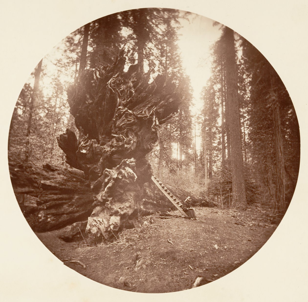 O Pai da Floresta - O Lado Traseiro do Cavalo. Calaveras Grove, c. 1878. de Carleton Emmons Watkins