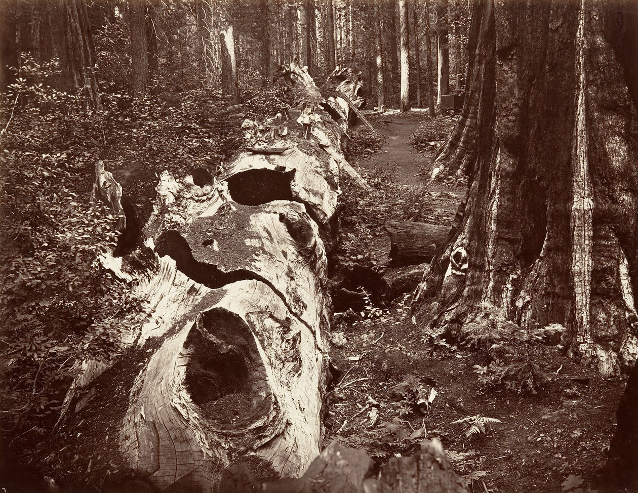 Floresta. de Carleton Emmons Watkins