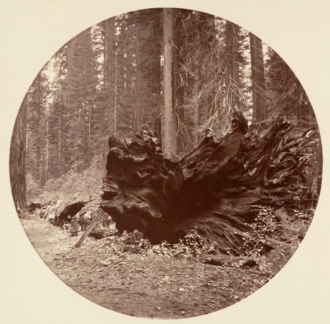 O Pai da Floresta 450 pés C. Grove, ca. 1878. de Carleton Emmons Watkins
