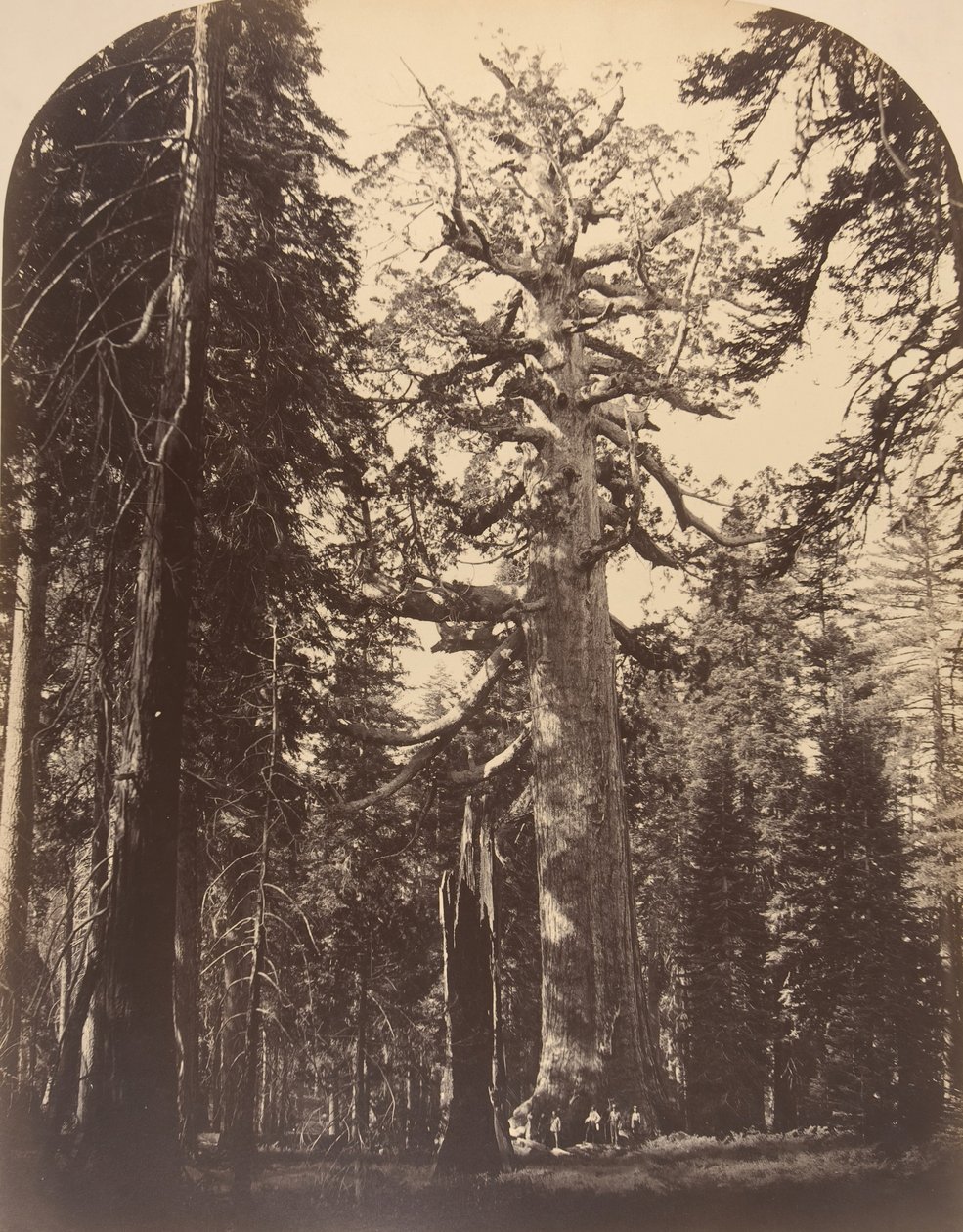 O Gigante Terrível, Mariposa Grove, Yosemite, 1861. de Carleton Emmons Watkins