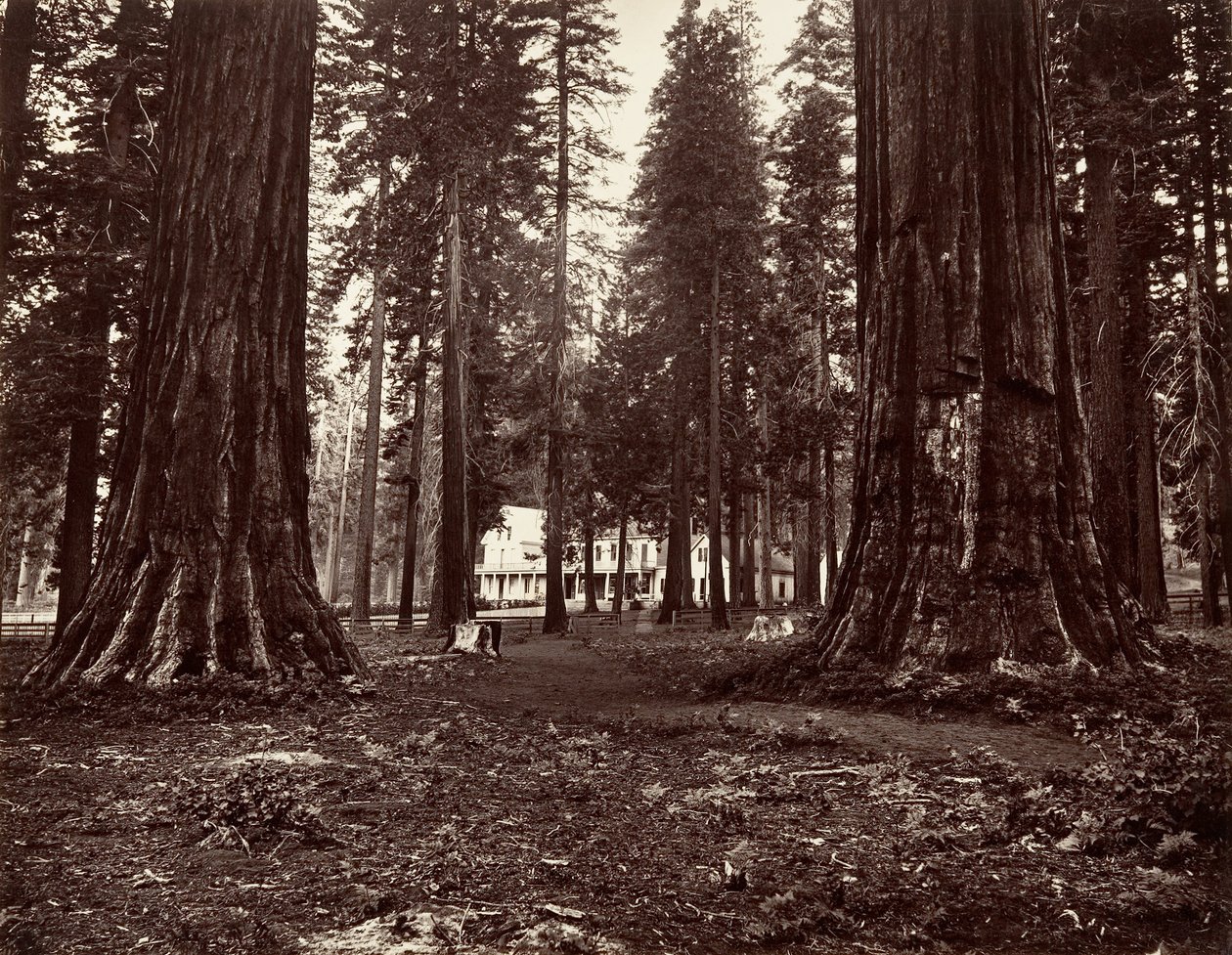 Floresta. de Carleton Emmons Watkins