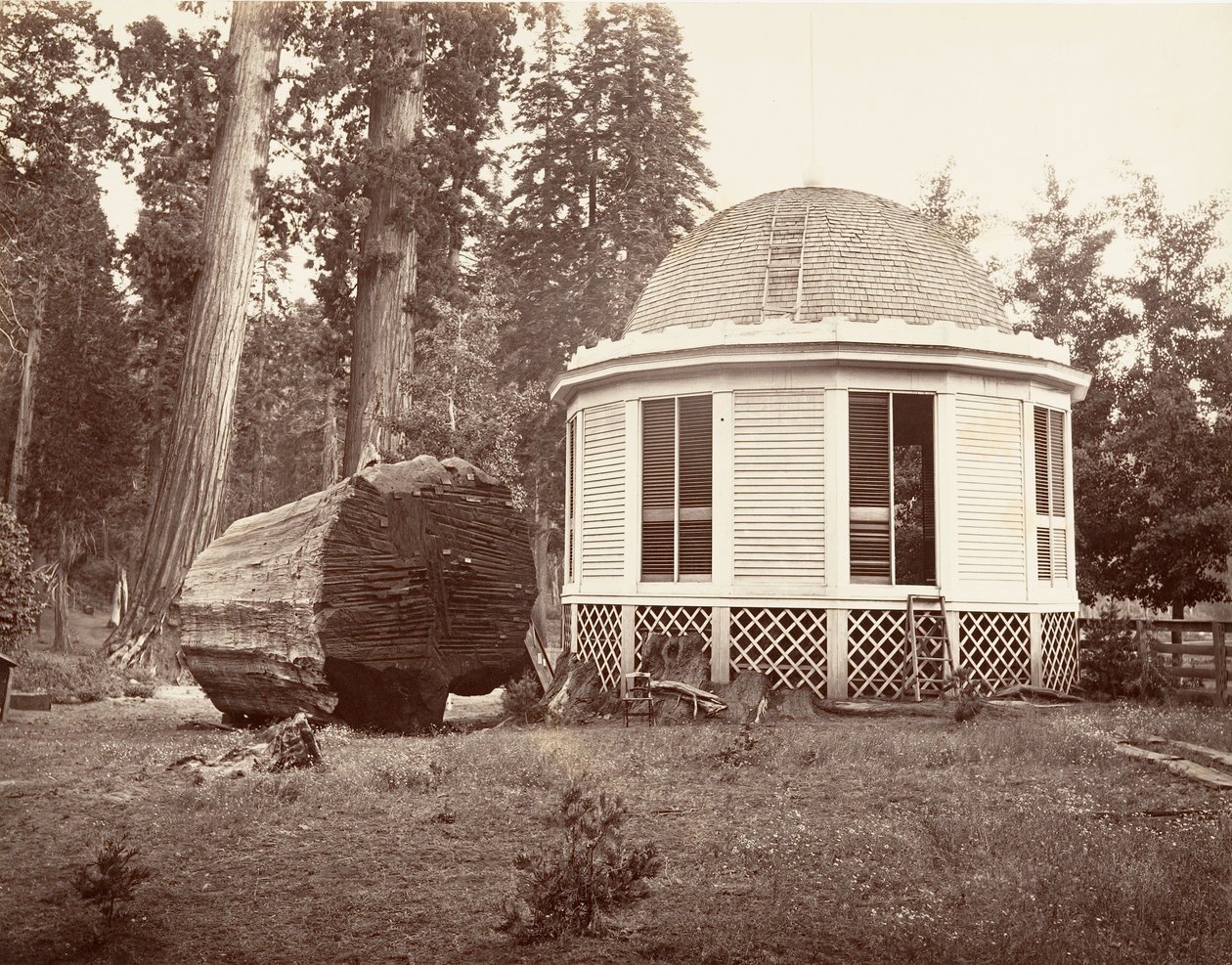 A casa construída sobre o toco de uma grande árvore, 1865-66, impresso ca. 1876. de Carleton Emmons Watkins