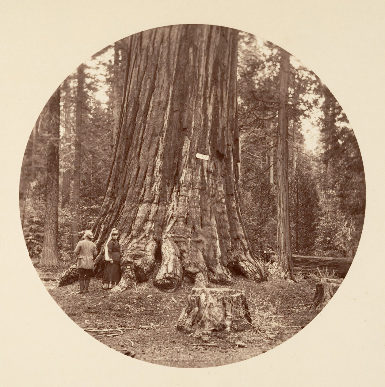 O orgulho da floresta - Calaveras Grove, ca. 1878. de Carleton Emmons Watkins