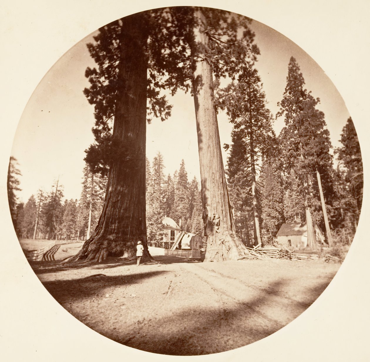 Floresta. de Carleton Emmons Watkins