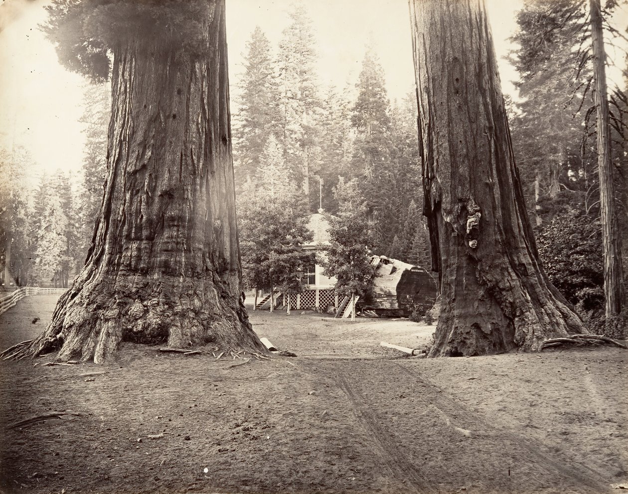 Os Sentinelas, 315 pés, Yosemite, ca. 1872, impresso ca. 1876. de Carleton Emmons Watkins