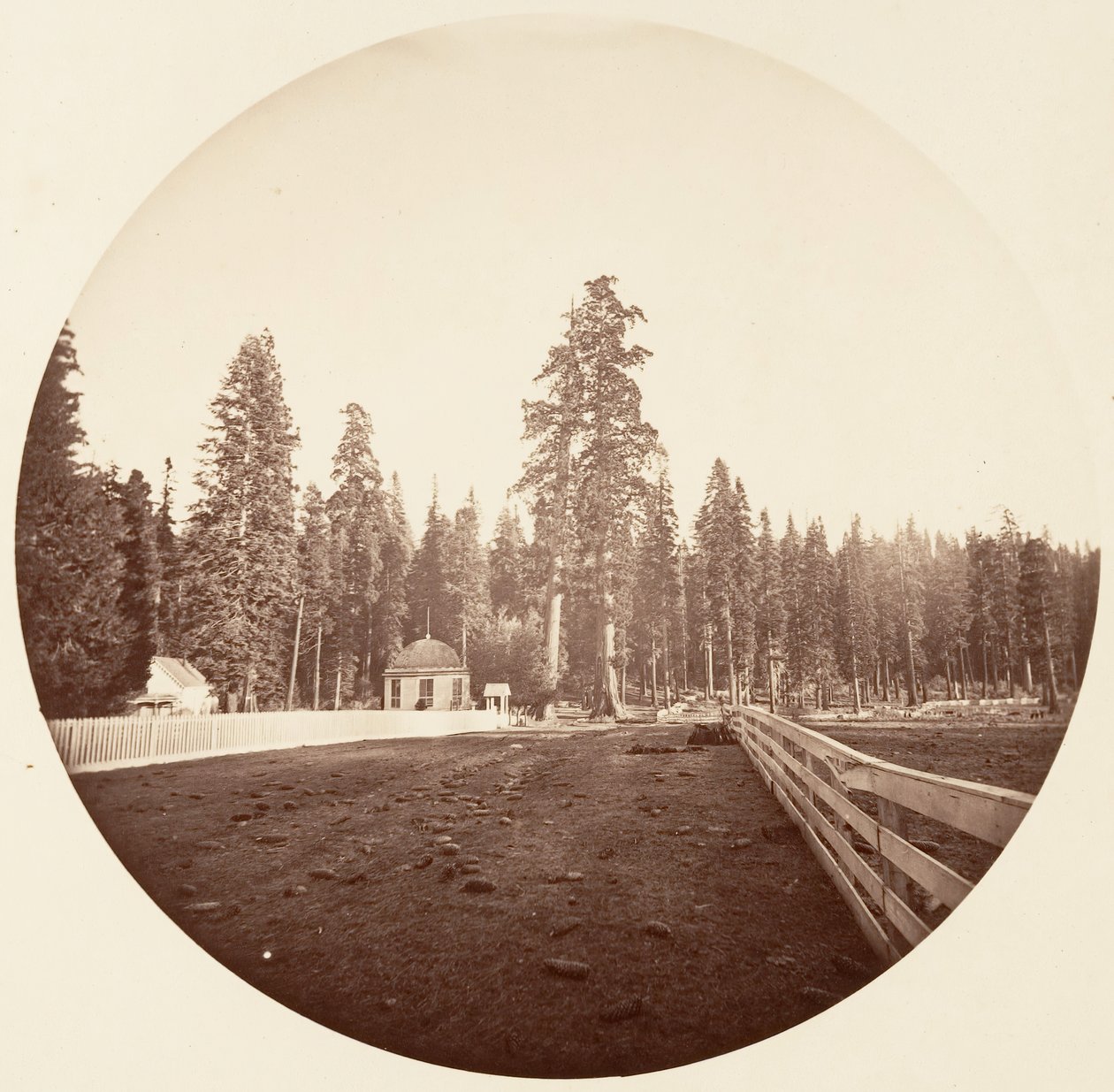 Os Sentinelas. C. Grove, c. 1878. de Carleton Emmons Watkins