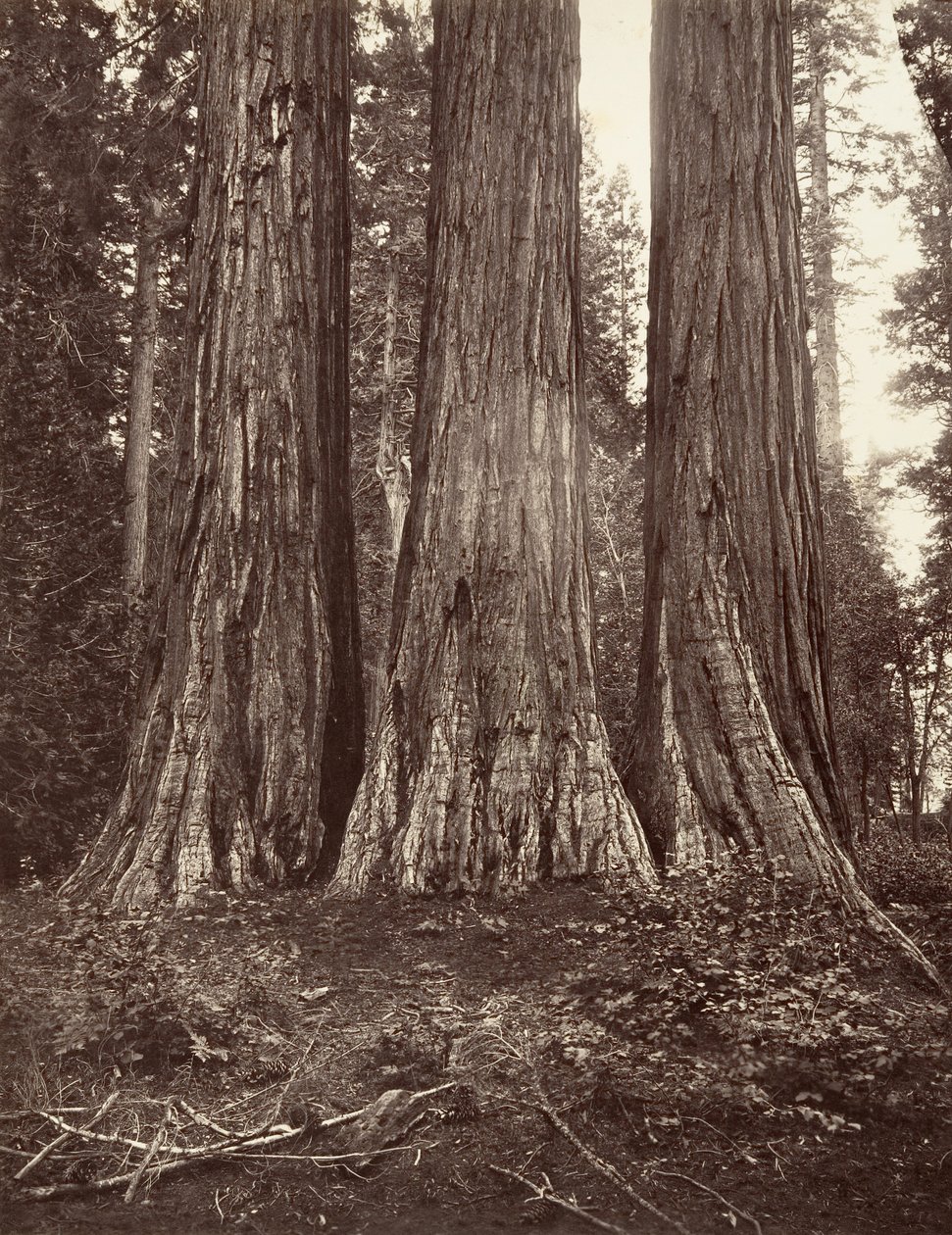 Floresta. de Carleton Emmons Watkins