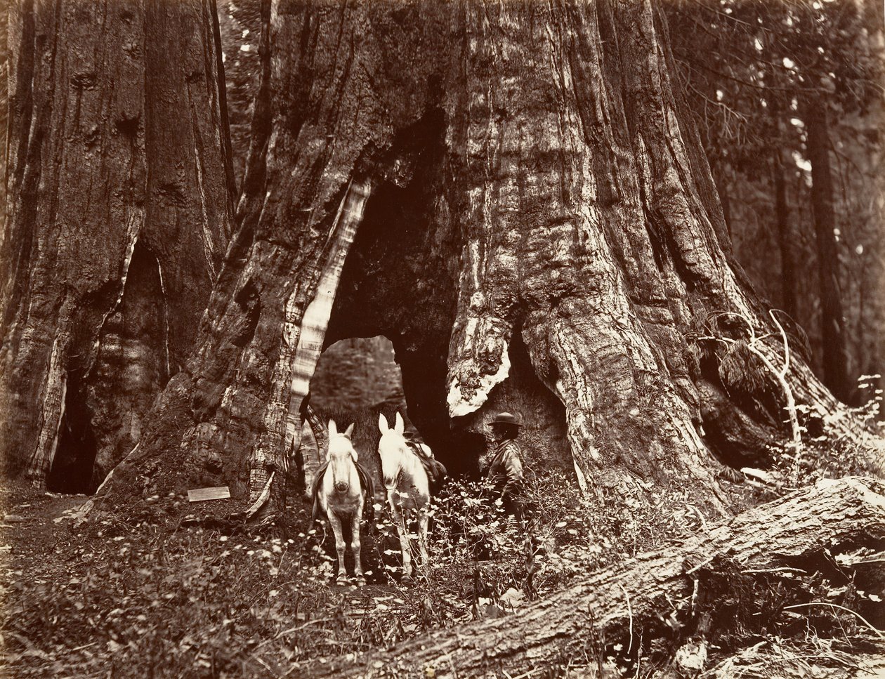 O Tripé, 94 pés de circunferência, 1865-66, impresso ca. 1876. de Carleton Emmons Watkins