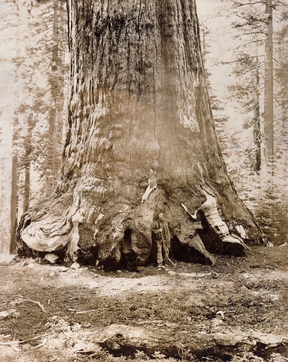 Tronco do "Grizzly Giant", Mariposa Grove, 33 pés de diâmetro, 1861 de Carleton E. Watkins