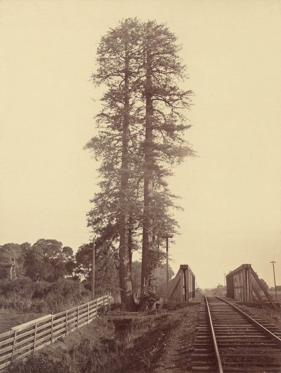 Twin Redwoods, Palo Alto, 1870. de Carleton Emmons Watkins