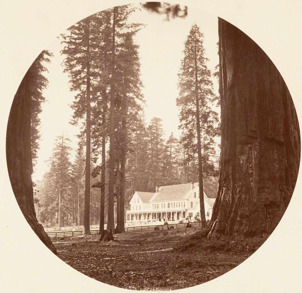 W. C. Bryant - Calaveras Grove, c. 1878. de Carleton Emmons Watkins