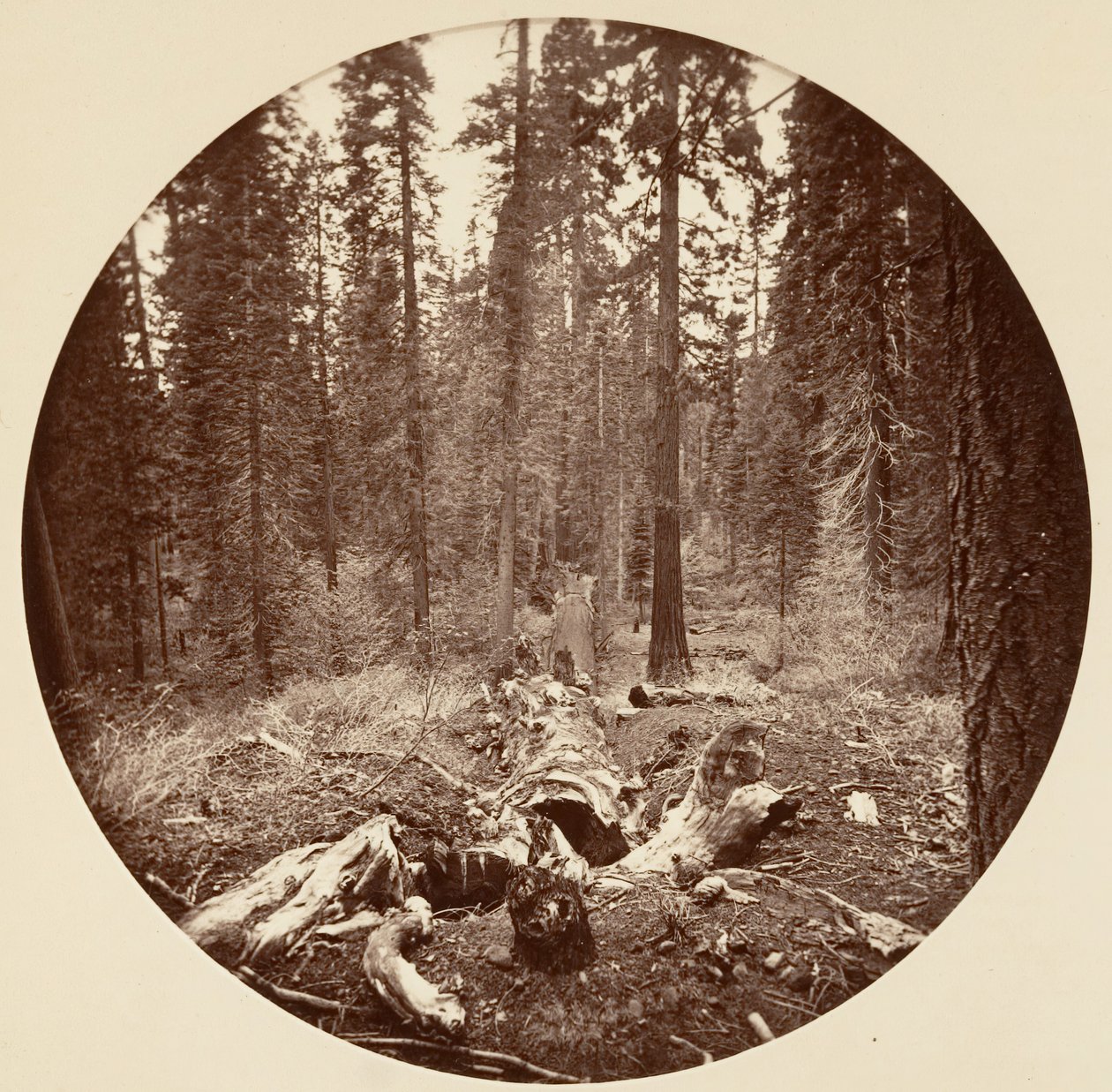Floresta. de Carleton Emmons Watkins
