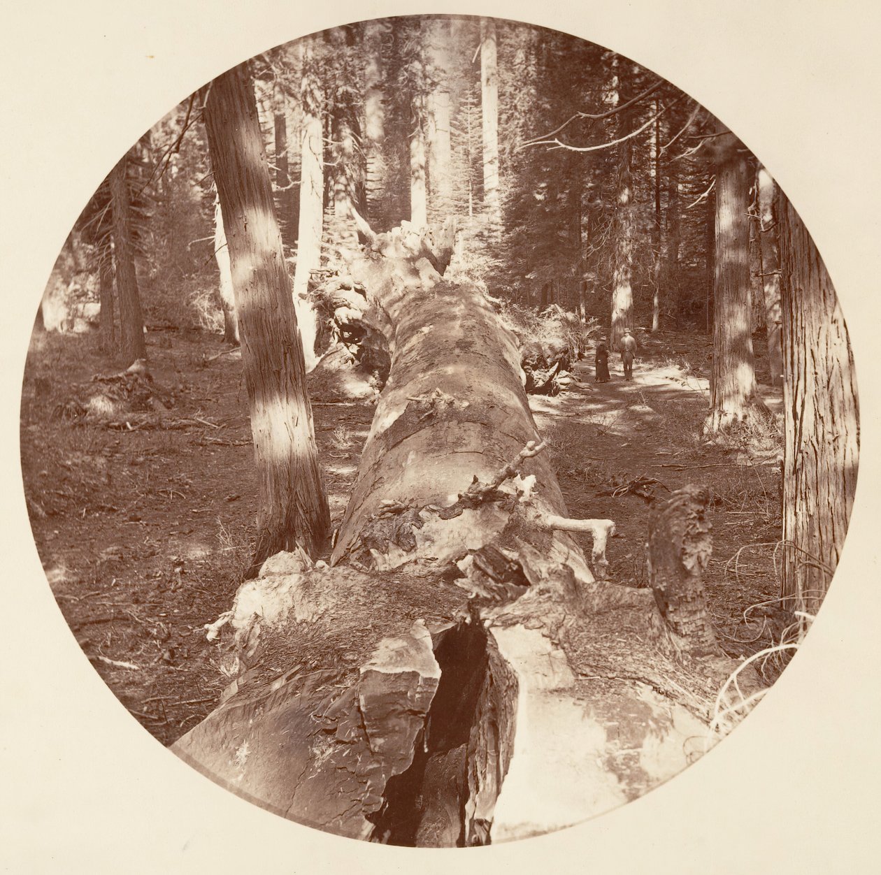 Floresta. de Carleton Emmons Watkins
