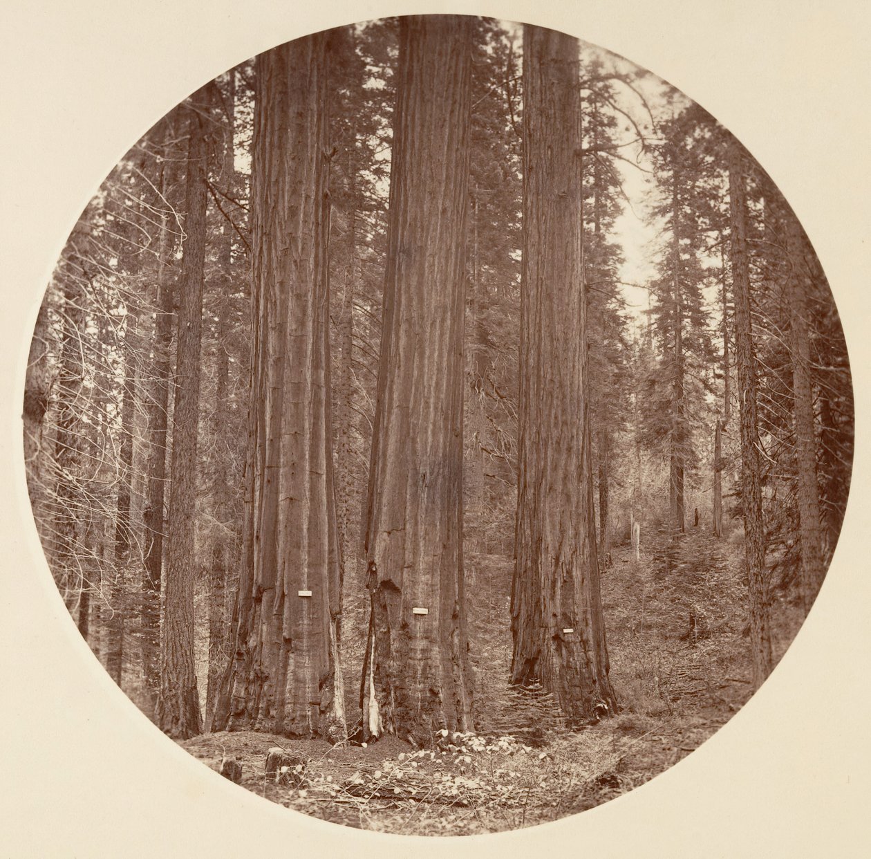 [Parque Nacional de Yosemite, Califórnia], c. 1878. de Carleton Emmons Watkins