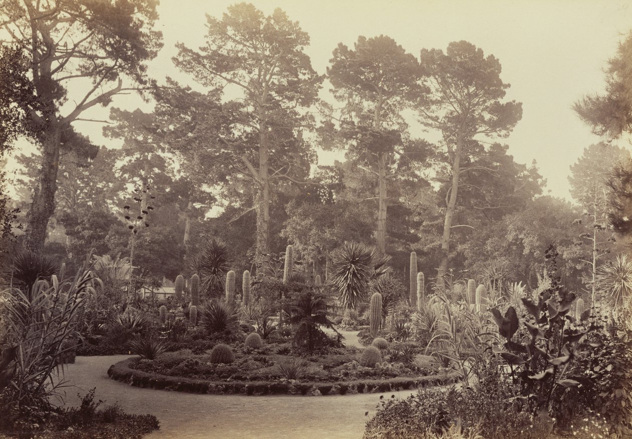 [Jardim do Arizona, Hotel del Monte, Monterey] de Carleton Watkins