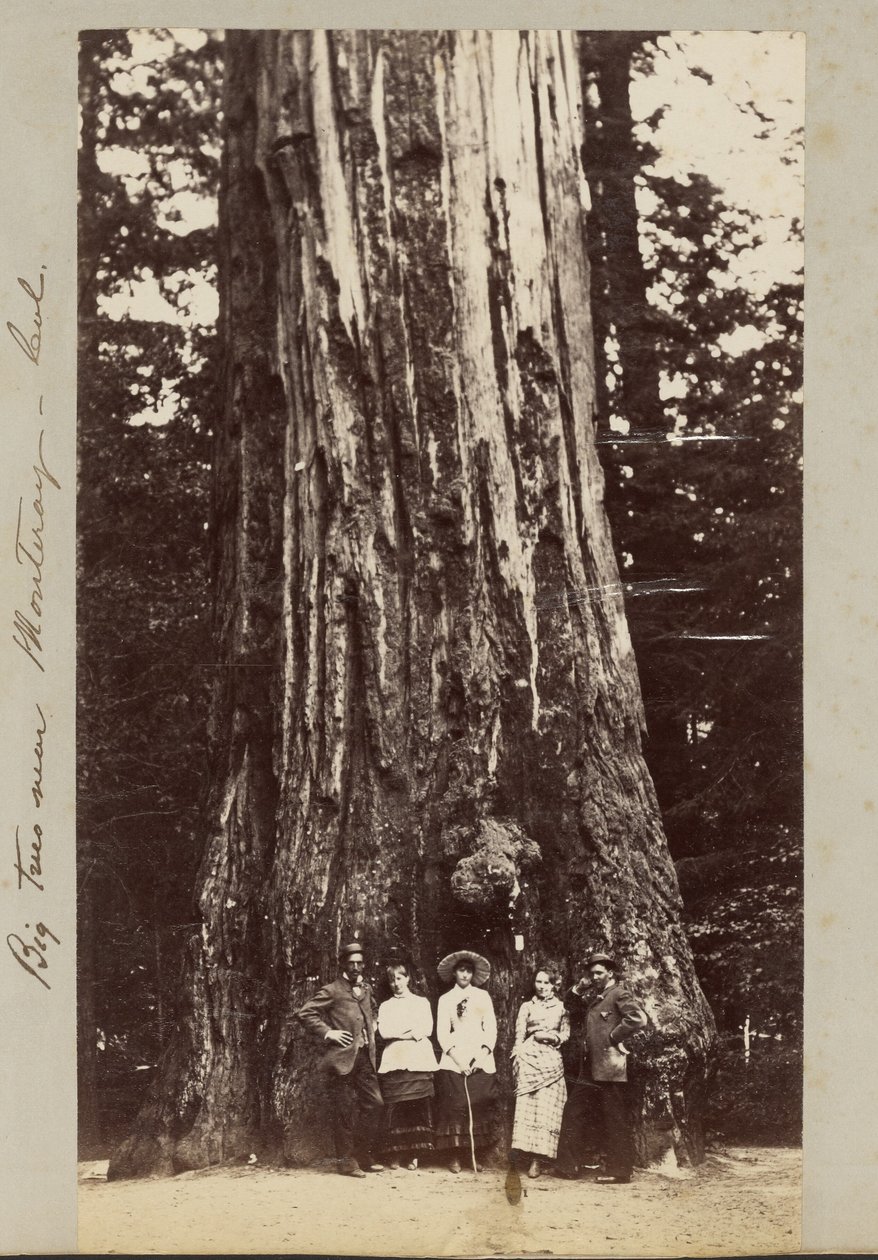 Árvores grandes perto de Monteray [sic] - Cal. de Carleton Watkins