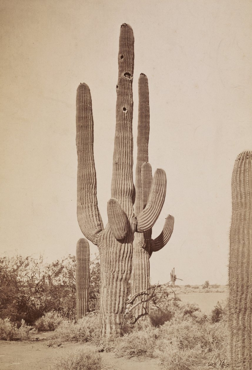 [Cato] de Carleton Watkins