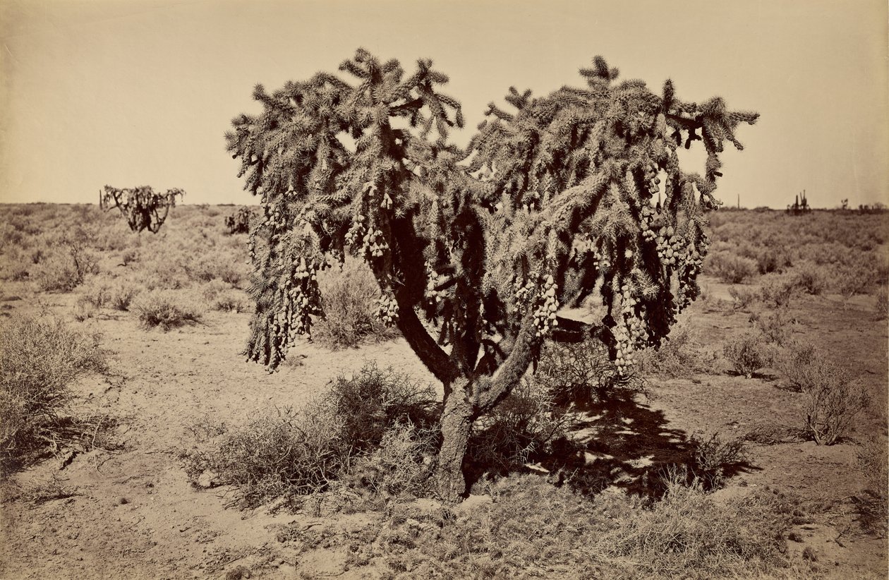 [Cato, deserto do Arizona] de Carleton Watkins