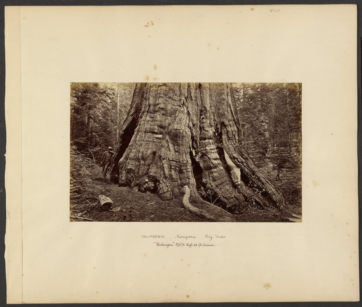 [Califórnia - Mariposa Big Trees, "Washington" 270 ft. High, 92 ft. Circum.] de Carleton Watkins