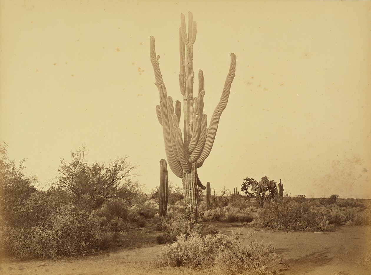 [Cereus giganteus, S.P.R.R., Arizona.] de Carleton Watkins
