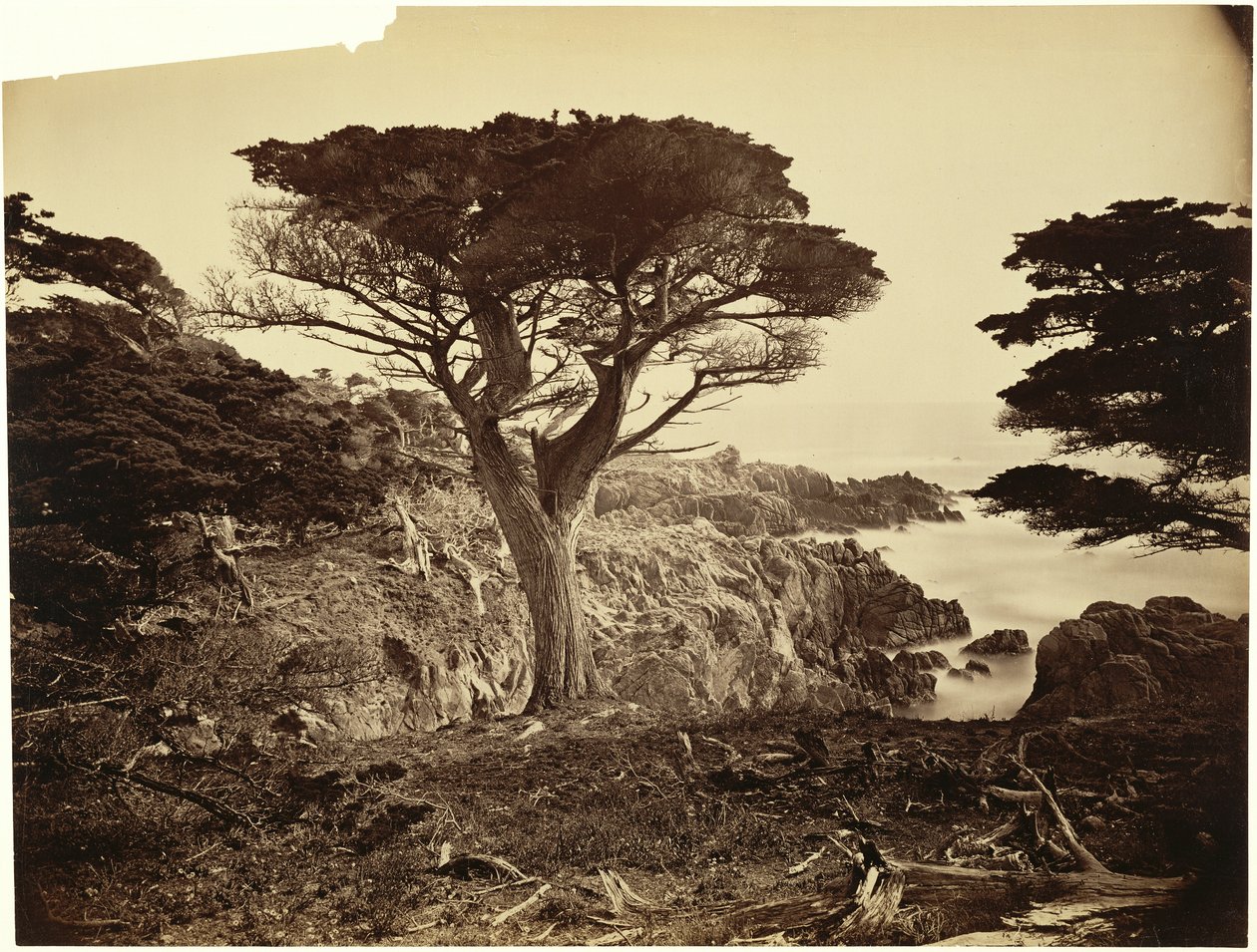 [Cypress Point, Monterey] de Carleton Watkins