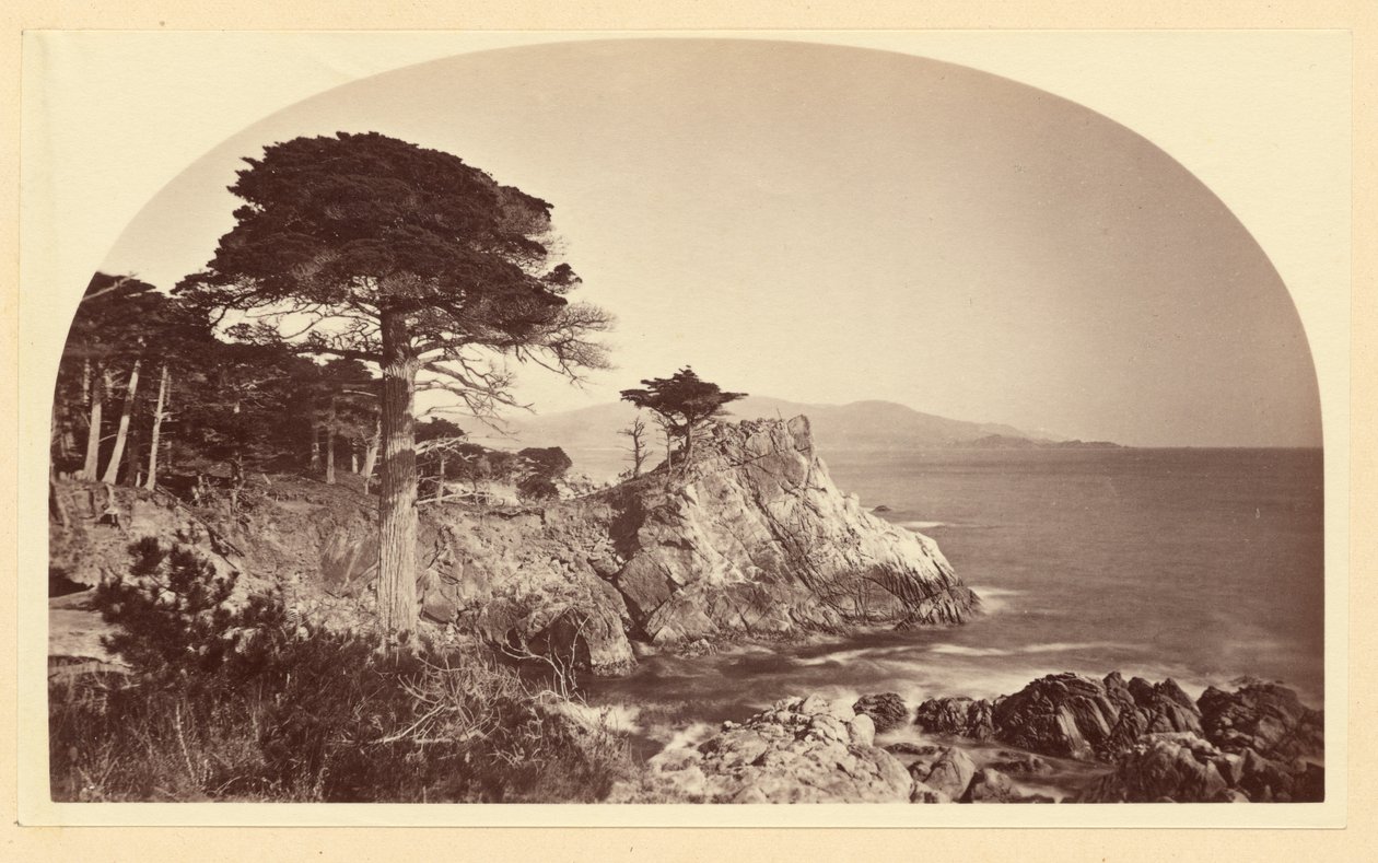 [Cypress Point a partir de Cypress Drive, Monterey, Califórnia] de Carleton Watkins