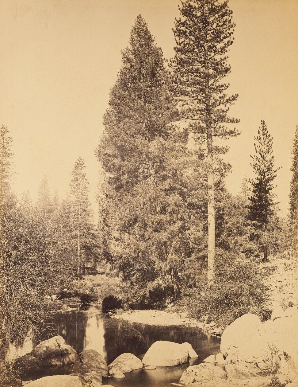 [Abeto-de-Douglas em Clarks] / [O abeto-de-Douglas] de Carleton Watkins