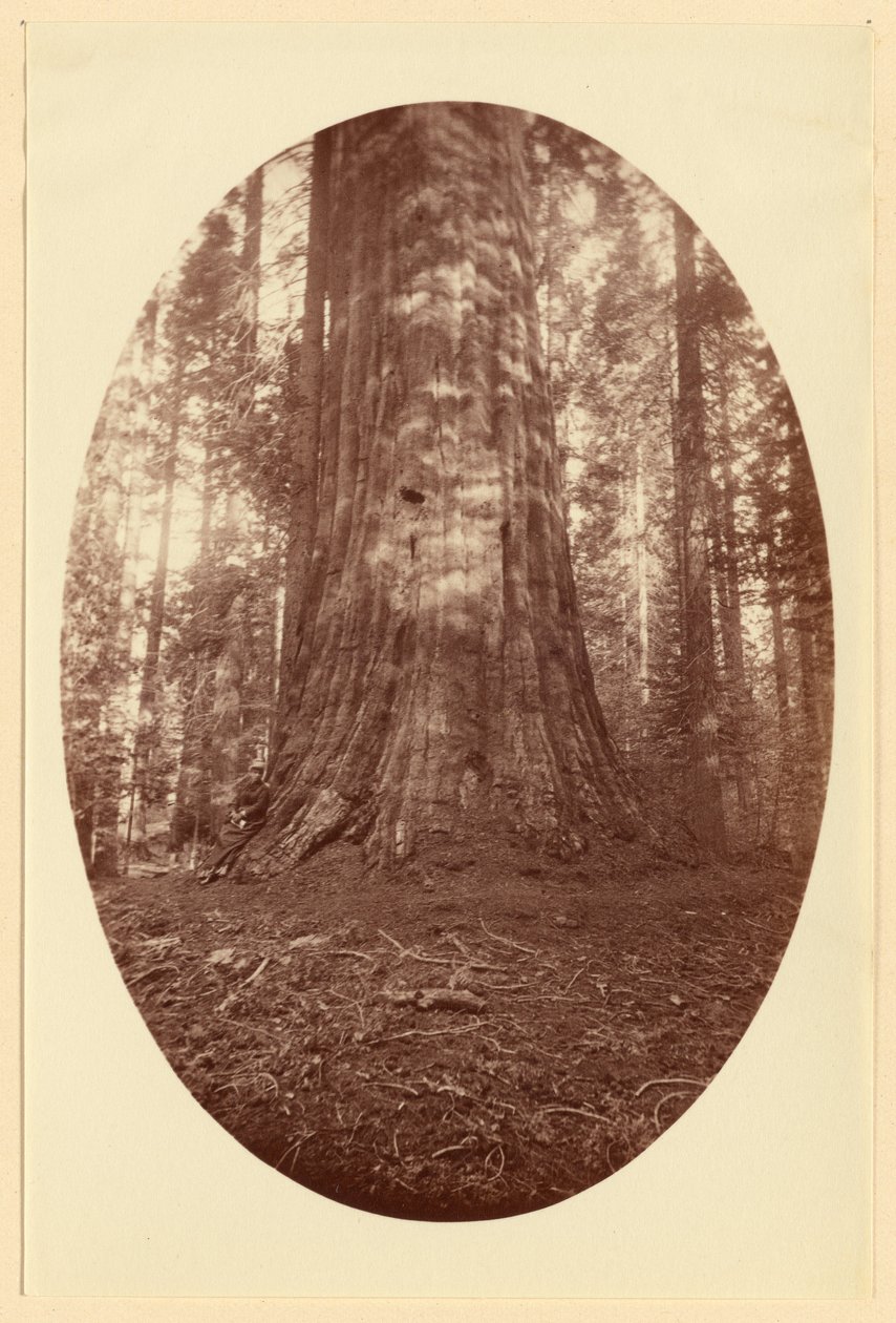 [Empire State Calaveras Grove] de Carleton Watkins