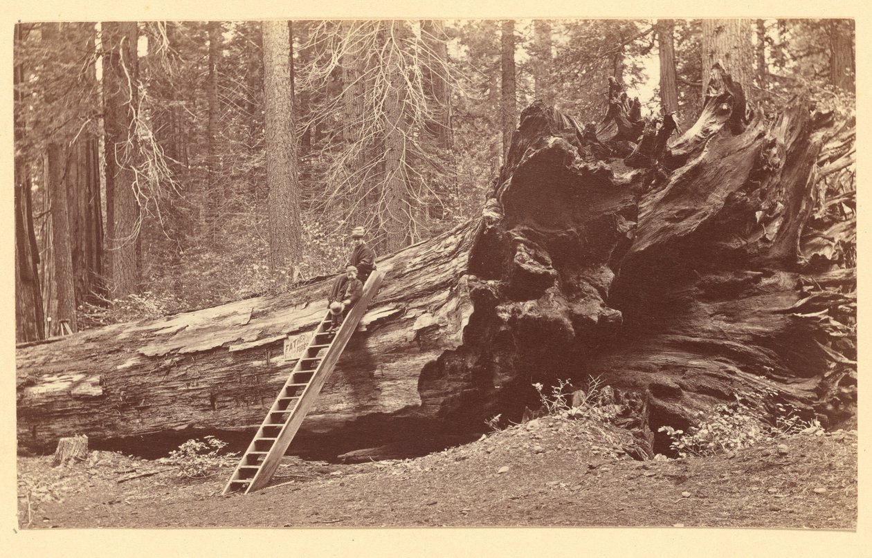[Pai da Floresta Calaveras Grove] de Carleton Watkins