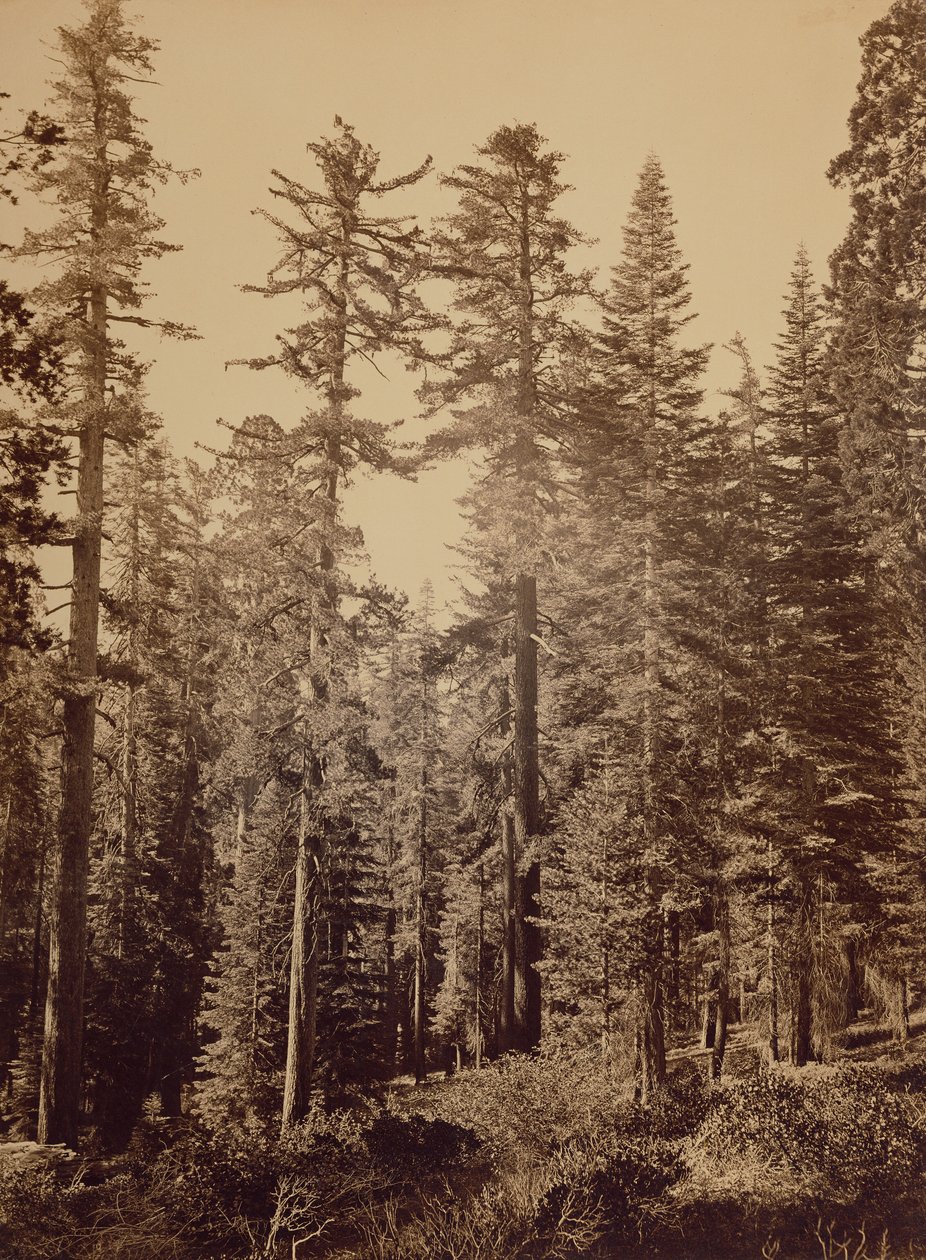 [Cena da floresta] / [Pinheiros de açúcar] de Carleton Watkins