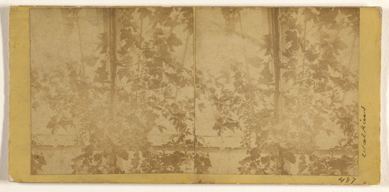 Weinreben de Carleton Watkins
