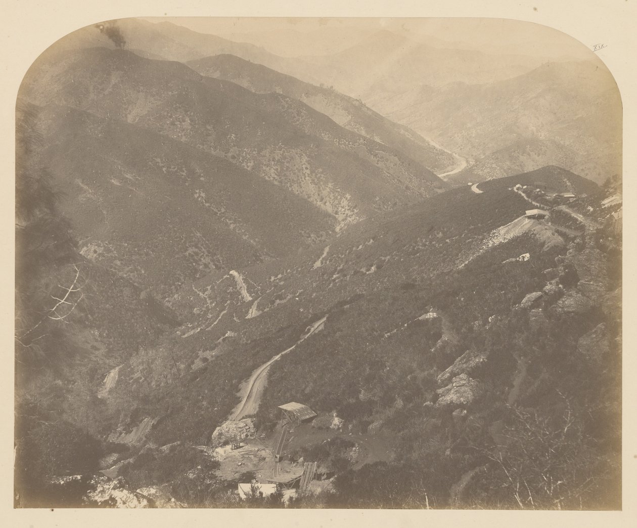 [Josephine e Pine Tree] de Carleton Watkins