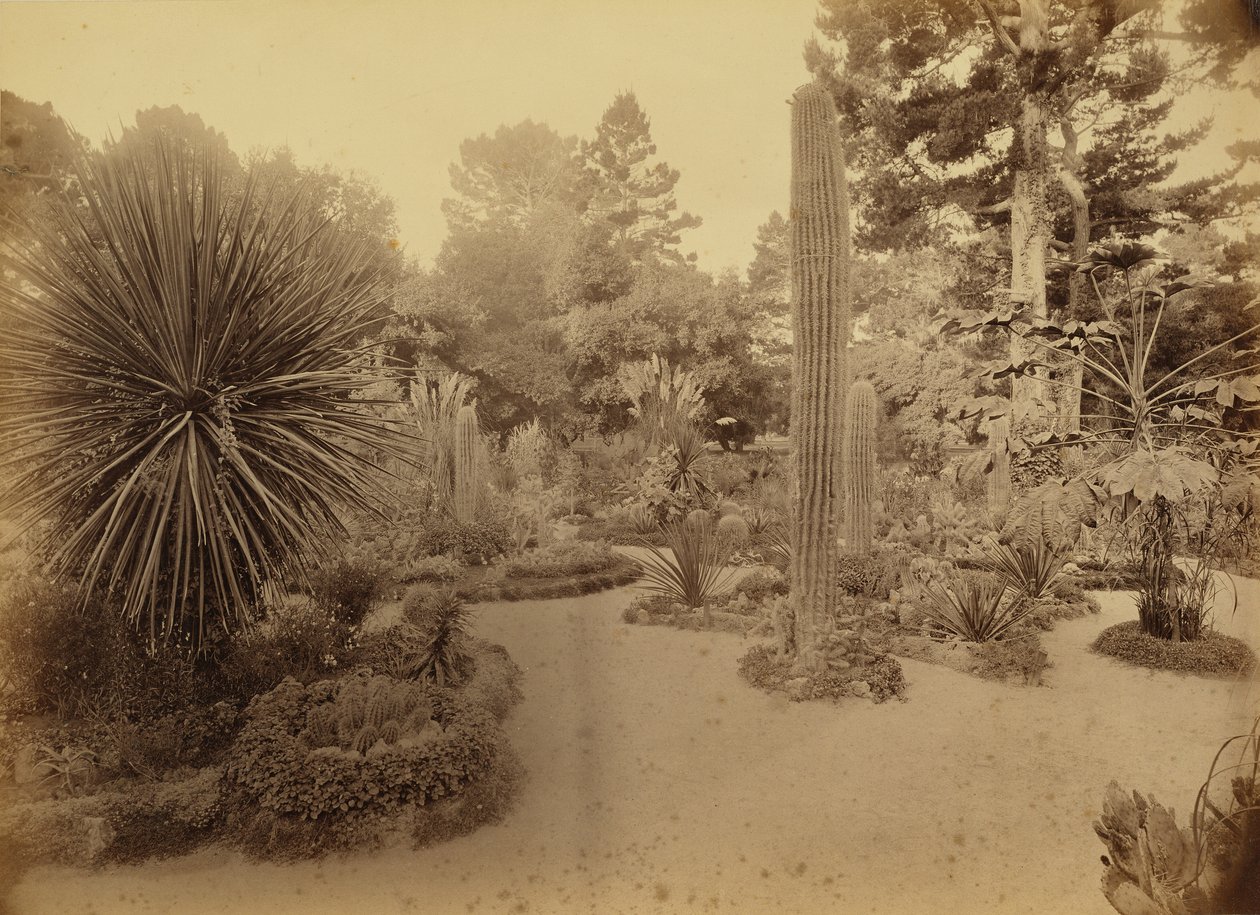 [Monterey, Califórnia. Arizona Garden, Hotel Del Monte]. de Carleton Watkins