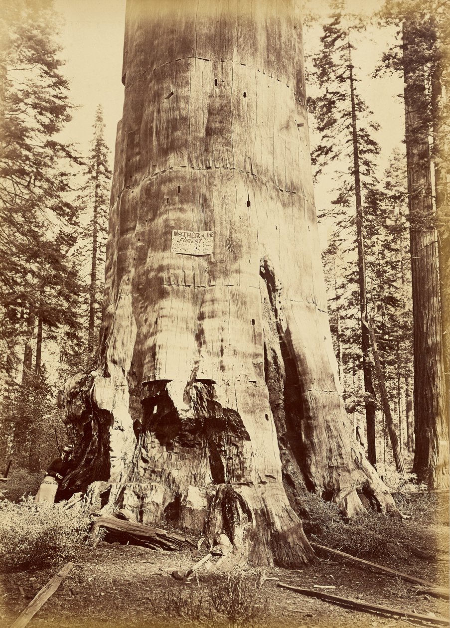 [Mãe da floresta, com 221 pés de altura] de Carleton Watkins