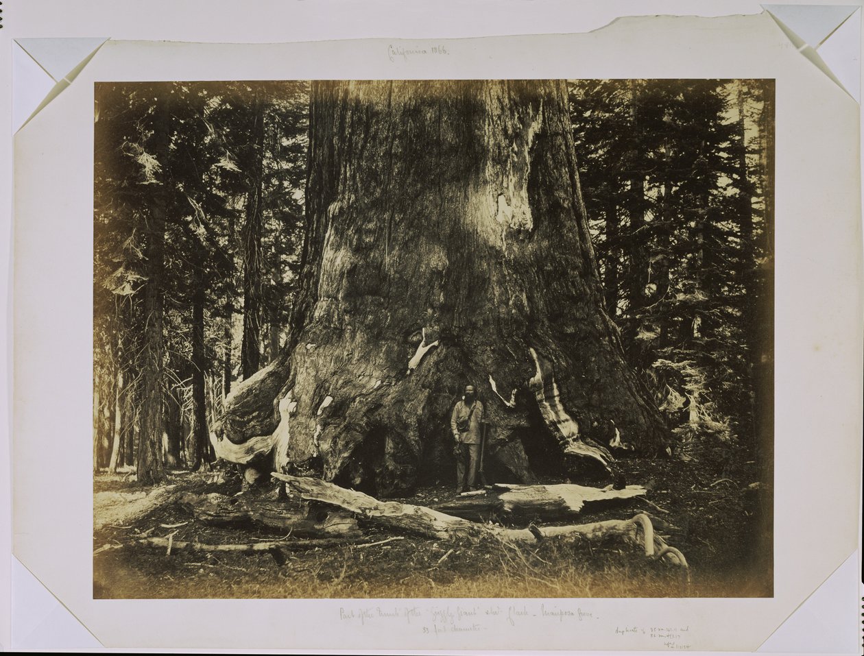 [Parte do tronco do «Grizzly Giant» com Clark - Mariposa Grove - 33 pés de diâmetro] de Carleton Watkins