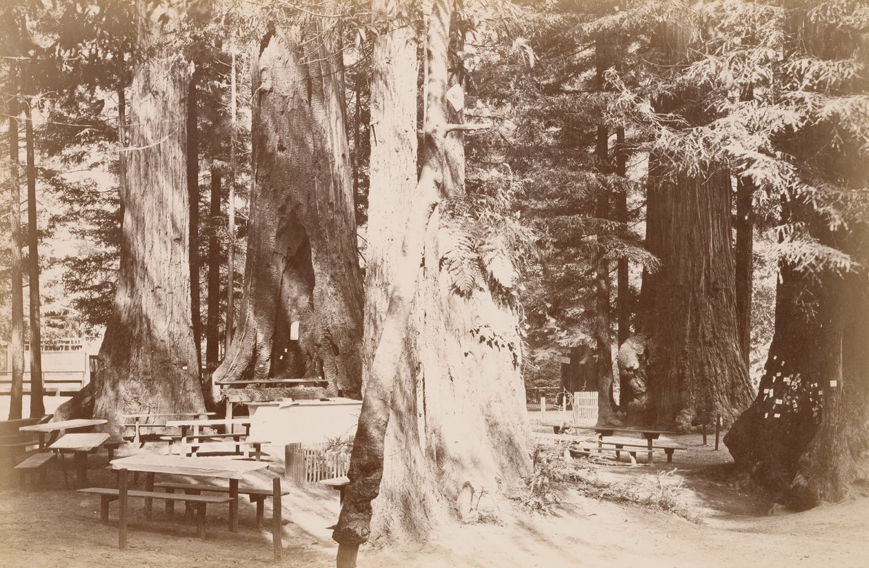 [Mesa de piquenique num bosque de sequóias] de Carleton Watkins