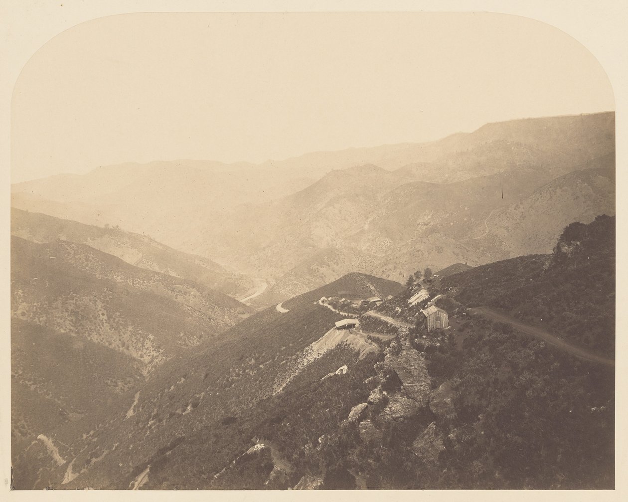 [Mina Pine Tree] de Carleton Watkins