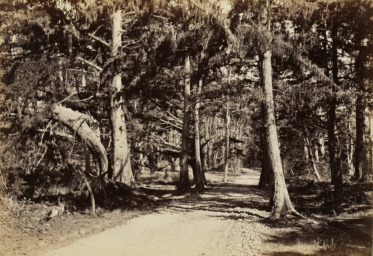 [Estrada através de um bosque de ciprestes] de Carleton Watkins