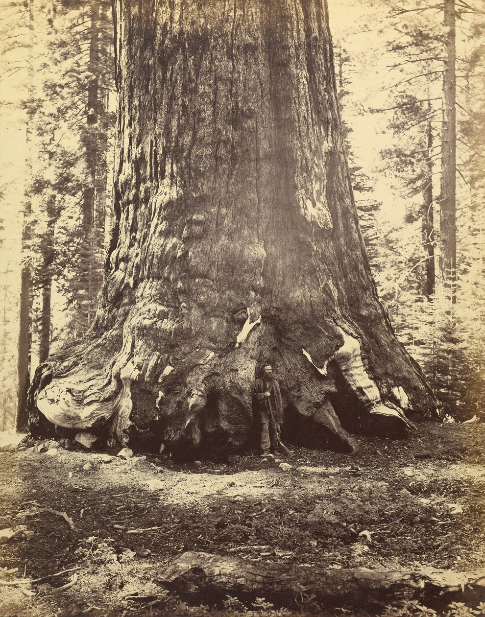 [Secção do Gigante Grizzly] de Carleton Watkins