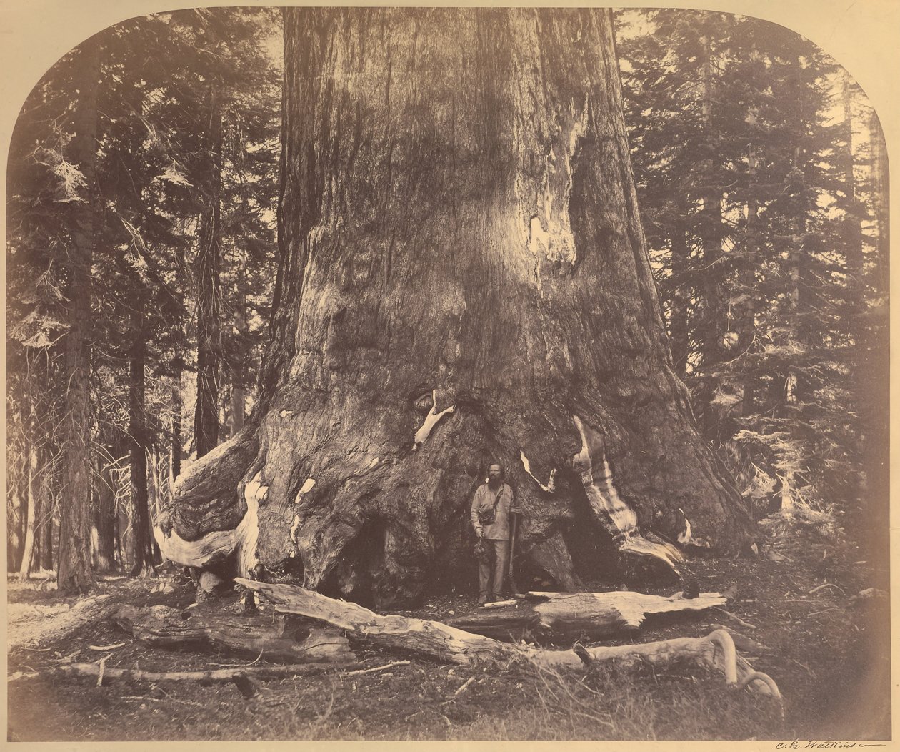 Seção do gigante pardo, 33 pés de diâmetro, Mariposa Grove, Yosemite, nº 111 de Carleton Watkins