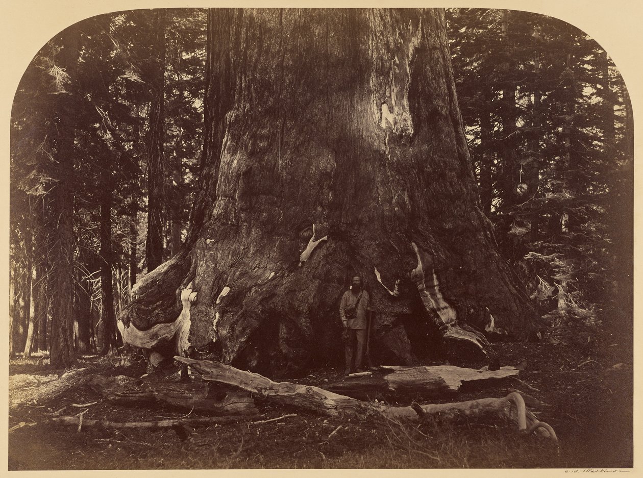 Secção do Grizzly Giant, Mariposa Grove, 33 pés de diâmetro de Carleton Watkins