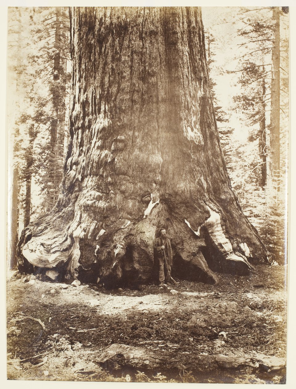 Seção do Grizzly Giant com Galen Clark, Mariposa Grove, Yosemite de Carleton Watkins