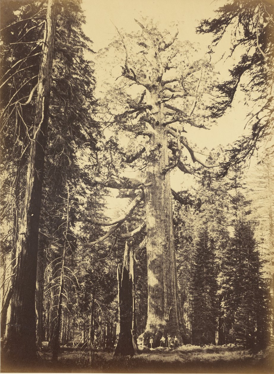 Sequoia gigantea - «Grizzly Giant» - Mariposa Grove de Carleton Watkins