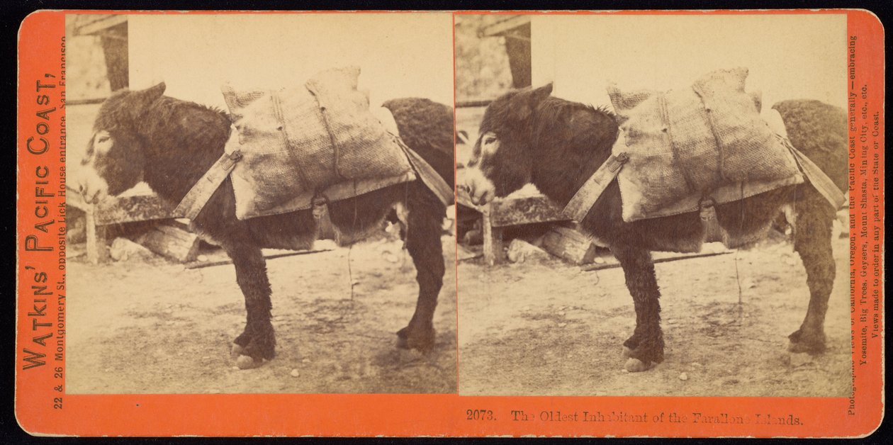 O morador mais velho das Ilhas Farallone de Carleton Watkins