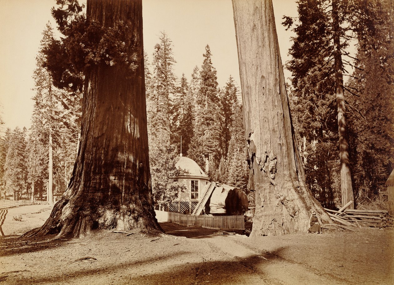O cepo do Pavilhão visto através das Sentinelas, Calaveras Grove de Carleton Watkins