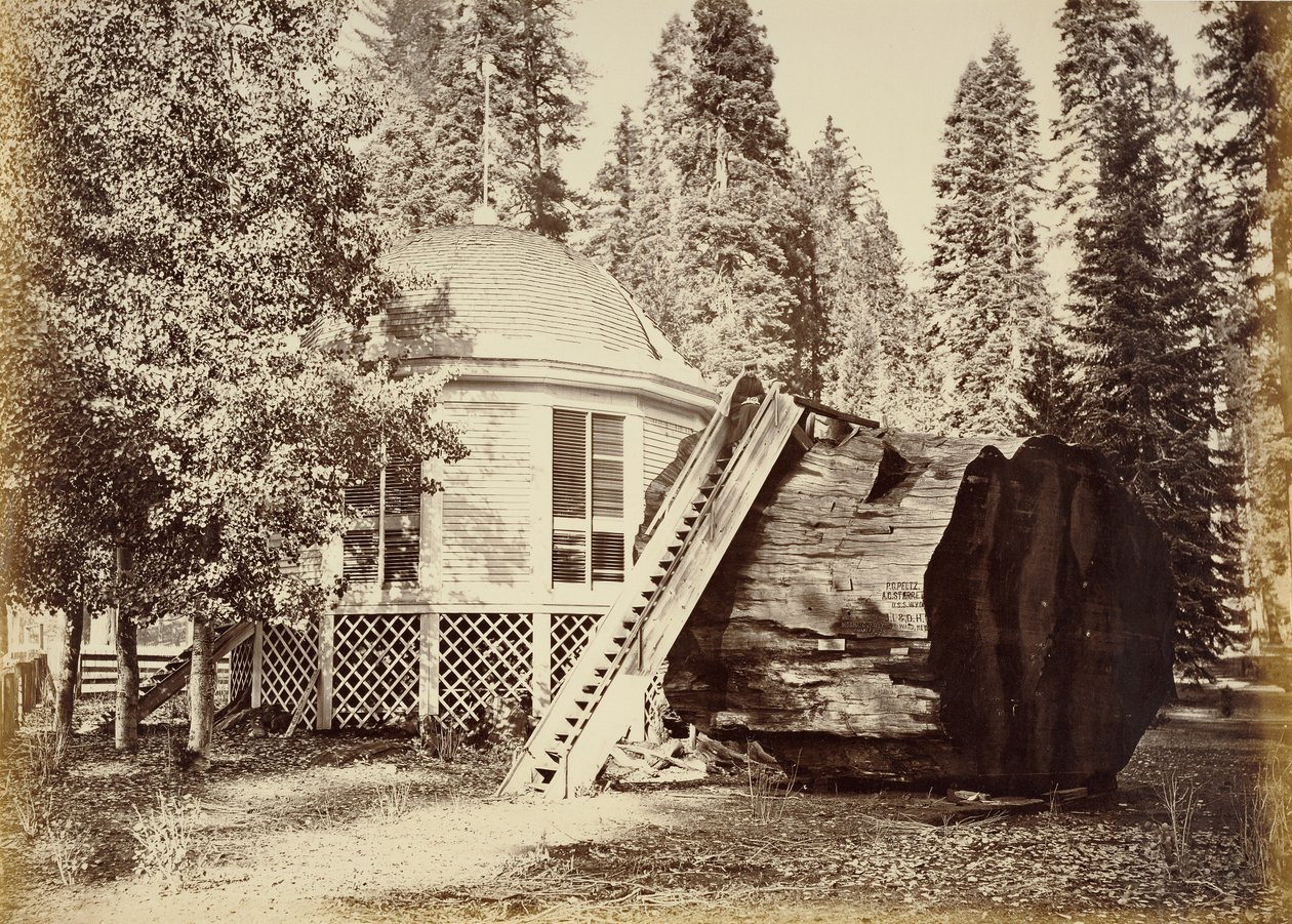O pavilhão no cepo, 28 pés de diâmetro de Carleton Watkins