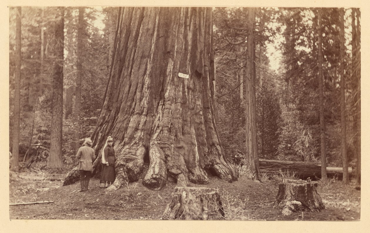[O orgulho da floresta, Calaveras Grove] de Carleton Watkins