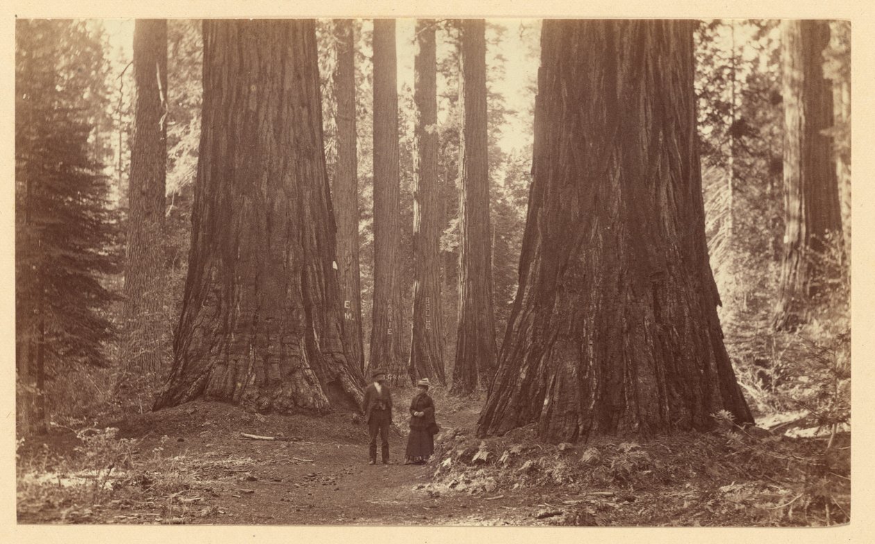 As Três Graças, Calaveras Grove de Carleton Watkins